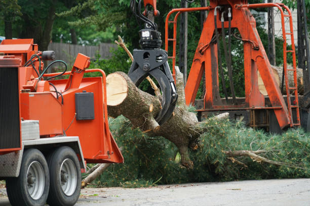 Best Local Tree Services  in Raton, NM